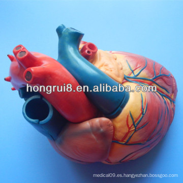 Modelo de corazón educativo de ISO Deluxe, modelo de corazón Anatomía
